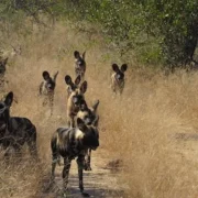 Tracking the Wild