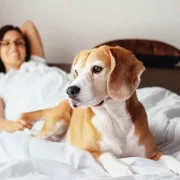 Pet-friendly hotel deals