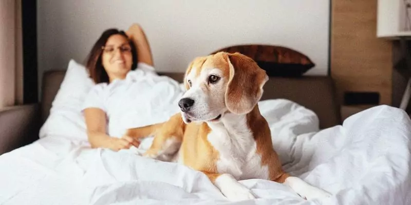 Pet-friendly hotel deals